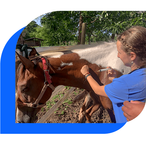 Horse & Large Animal Medicine • WorldStrides Veterinary Academy